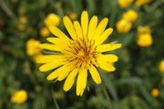 Barba di becco (Tragopogon pratensis)