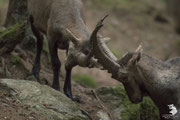 Stambecco delle Alpi (Capra ibex)
