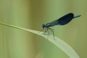 Damigella (Calopteryx splendens) giovane maschio