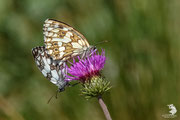 Melanargia galathea