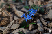 Scilla silvestre (Scilla bifolia L.)