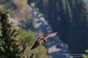 Poiana di Harris (Parabuteo unicinctus)