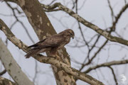 Poiana comune (Buteo buteo)