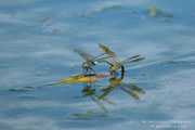 Anax parthenope - coppia