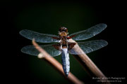 Libellula depressa - maschio