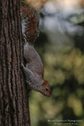 Scoiattolo grigio (Sciurus carolinensis)