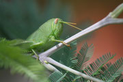 Ninfa di Anacridium aegyptium