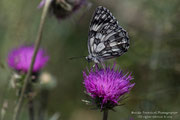 Galatea italica (Melanargia arge)