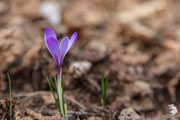 Zafferano alpino (Crocus albiflorus)
