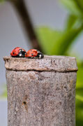 Coccinellidae