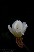 Magnolia bianca