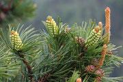 Pinus mugo