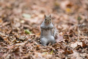 Scoiattolo grigio (Sciurus carolinensis)