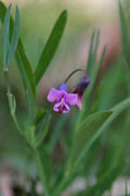 Lathyrus vernus