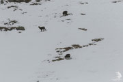 Camoscio alpino (Rupicapra rupicapra)
