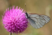 Aporia del Biancospino (Aporia crataegi)