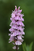 Dactylorhiza maculata