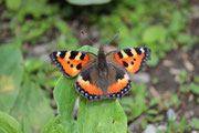 Vanessa urticae