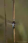 Libellula depressa - maschio