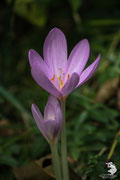Colchicum autumnale