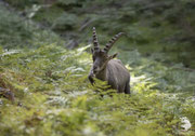 Stambecco delle Alpi (Capra ibex)