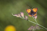 Lycaena phlaeas