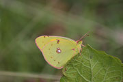 Colias croceus (crocea)