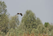 Falco di palude (Circus aeruginosus)