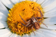 Misumena vatia