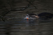  Nutria (Myocastor coypus) detta comunemente castorino