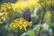 Erebia oeme - maschio