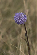 Scabiosa triandra (Vedovina)
