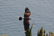 Poiana di Harris (Parabuteo unicinctus)