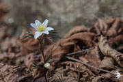 Anemone dei boschi (Anemone nemorosa L.)