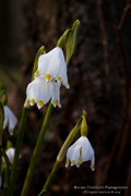 Campanellino (Leucojum vernum)