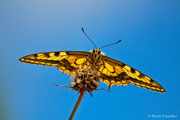 Papilio machaon