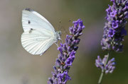 Pieris napi