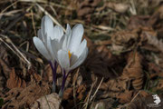 Zafferano alpino (Crocus albiflorus)