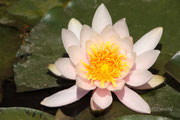 Ninfea Odorata W.B.Shaw