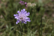Knautia
