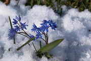 Scilla silvestre (Scilla bifolia L.)