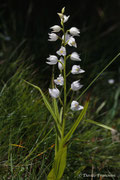Orchidea bianca - (Cefalantera bianca)
