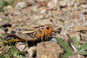 Arcyptera fusca female