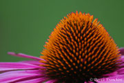 Close-up per questo bellissimo fiore di Echinacea