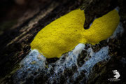 Mixomiceti sono degli esseri viventi del tutto particolari, che si spostano sul terreno come gli animali e si riproducono tramite spore al pari dei funghi,ma non sono né funghi né animali. Sono delle amebe, organismi unicellulari microscopici presenti 