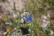 Polyommatus icarus