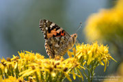 Vanessa del cardo (Vanessa cardui)