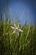 Narciso (Narcissus jonquilla)