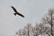 Nibbio bruno (Milvus migrans)