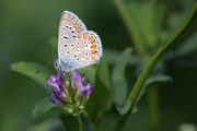 Polyommatus icarus - close